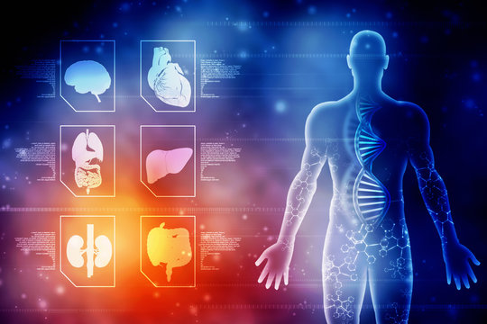 Featured image of post View 15 Desktop Background Anatomy And Physiology Wallpaper