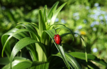 Reproduction of red lily beetle