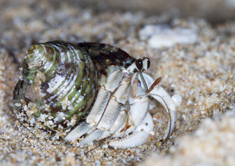 small hermit crab on the beach