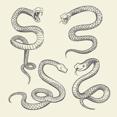 Hand drawing snake set. Wildlife snakes tattoo vector design isolated - obrazy, fototapety, plakaty
