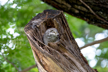 spotted owl in Thailand