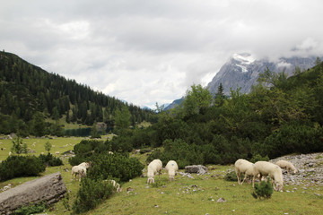 Fototapeta premium A herd of sheeps in Ehrwald mountains at Seebensee lake