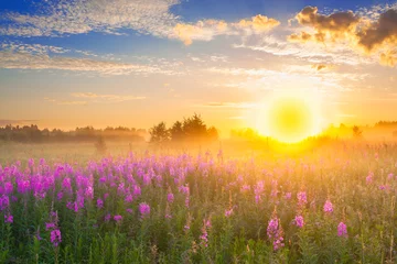 Foto op Canvas landschap met zonsopgang en bloeiende weide © yanikap