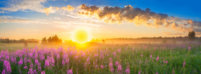 panorama rural landscape with sunrise  and  blossoming meadow
