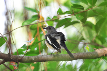 Oriental magpie robin