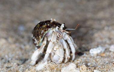 small hermit crab on the beach