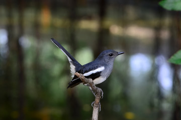 Oriental magpie robin
