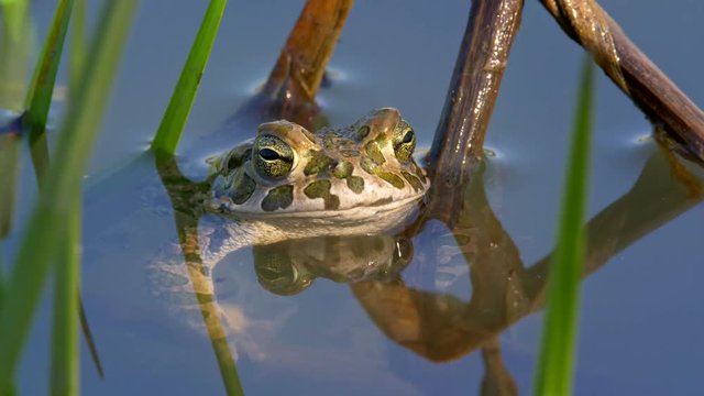 European green toad 