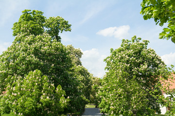 blooming tree horse chestnut or buckeye