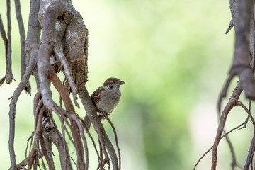 Eurasian Tree Sparrow