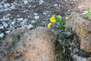 fiorellino giallo solo sulle rocce