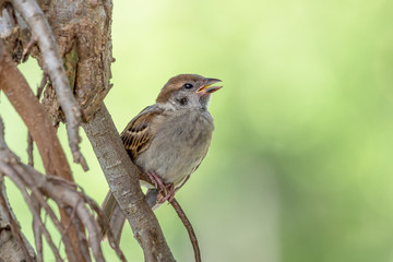 Eurasian Tree Sparrow