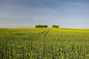 Fototapeta premium Huge yellow field of rapeseed and trees in the distance