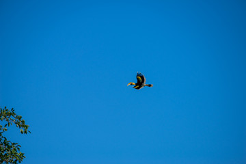 great hornbill at Khao Yai national park, THAILAND