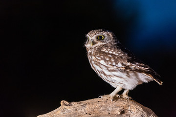 portrait of a little owl (Athene noctua) perched on a log with black background at dusk