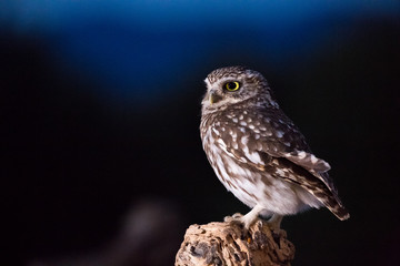 portrait of a little owl (Athene noctua) perched on a log with black background at dusk