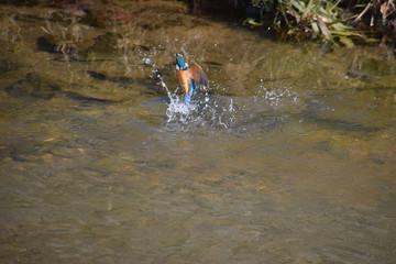a kingfisher just hunted / カワセミの狩りの瞬間