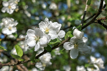 Kwitnąca jabłoń
