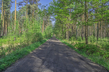 Fototapeta premium Leśna droga. 