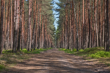 Droga przez wysoki, sosnowy las. © boguslavus