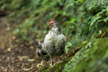 Chicken