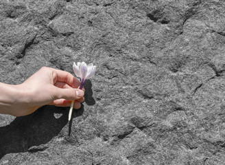 hand holding a plucked flower in front of a granite background