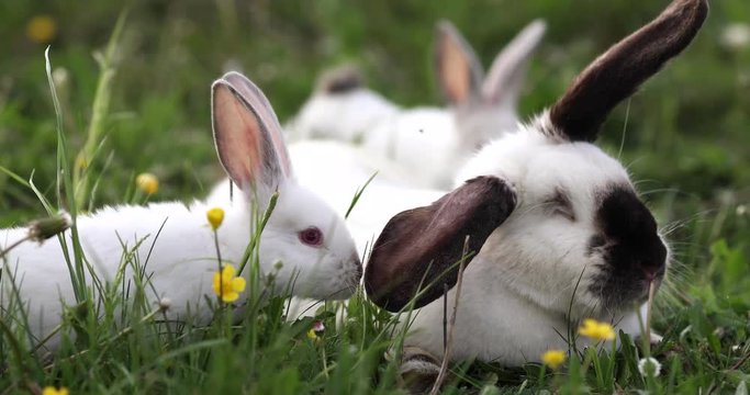 Baby white rabbit in spring green grass background