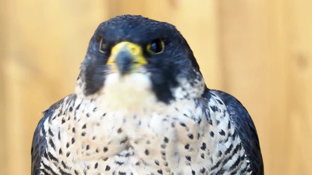 The peregrine falcon (Falco peregrinus) bird of prey portrait.