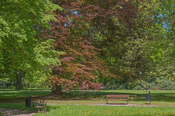 Wiosna w parku.  © boguslavus