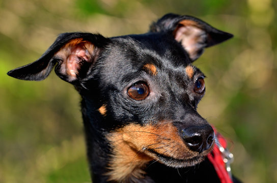 Prague Ratter cute head close-up detail