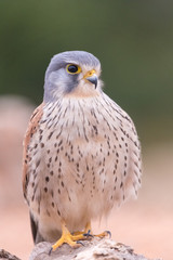 portrait of a common kestrel (Falco tinnunculus) perched on a trunk and green background
