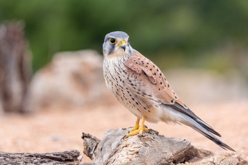 portrait of a common kestrel (Falco tinnunculus) perched on a trunk and green background