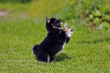 Shiba inu pup playing in the summer garden