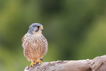 portrait of a common kestrel (Falco tinnunculus) perched on a trunk and green background