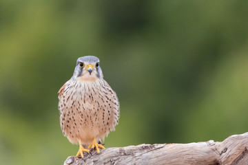 portrait of a common kestrel (Falco tinnunculus) perched on a trunk and green background