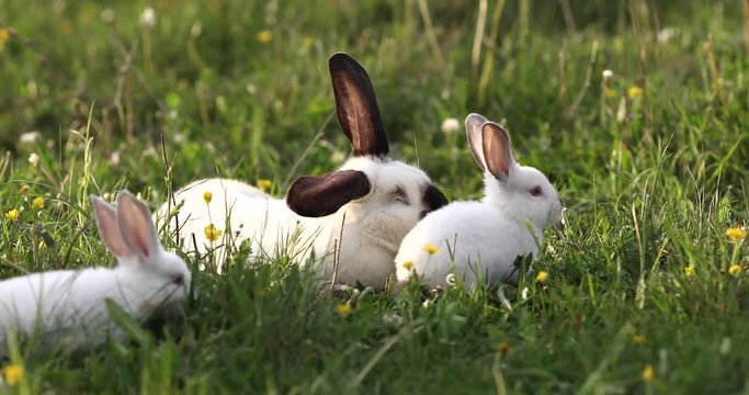 Baby white rabbit in spring green grass background