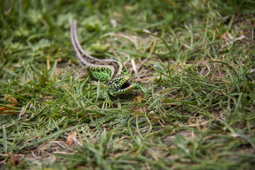 Sand Lizard in the grass. Spring, Czech Republic.