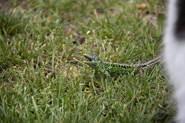 Sand Lizard in the grass. Spring, Czech Republic.