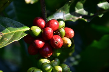 Javanese coffee fruit
