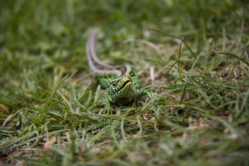 Sand Lizard in the grass. Spring, Czech Republic.