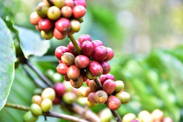Javanese coffee fruit
