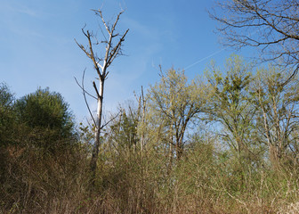 Baumsterben, Pappelsterben, Umweltproblme