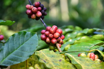 Javanese coffee fruit
