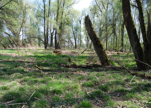 Baumsterben, Walsterben durch Pilze in &Ouml;sterreich