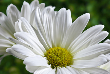 Pair of white daisies