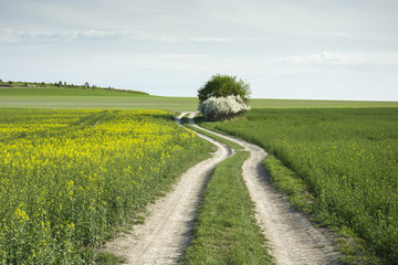Fototapeta na wymiar Rural winding road through yellow and green fields
