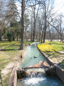 Free ducks swim in one of the channels of the Buen Retiro Park, in the city of Madrid. Spain