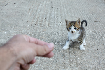 Little stray cat.Man trying to help homeless kitten.