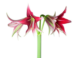 Amaryllis Hippeastrum sybister Machala close up isolated on white background