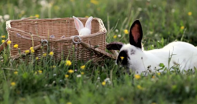 Baby white rabbit in spring green grass background